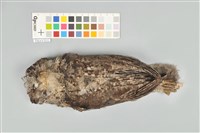 藏品(領角鴞)的圖片